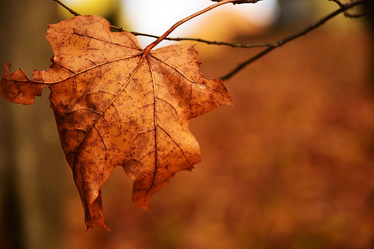 hoja, naturaleza, otoño, hojas en el otoño, transitoriedad, Octubre, planta