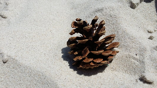 sand, beach, pine cone, nature