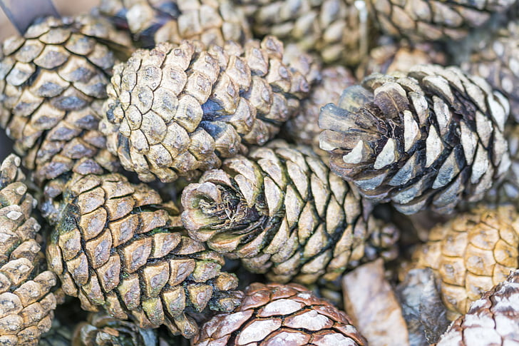 pine cones, tree, pine, forest, nature, trees, rest