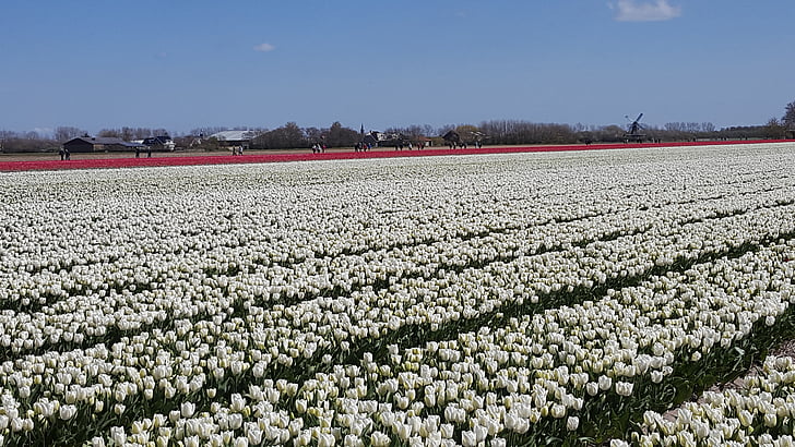 blanc, Tulipa, flowerbulbs