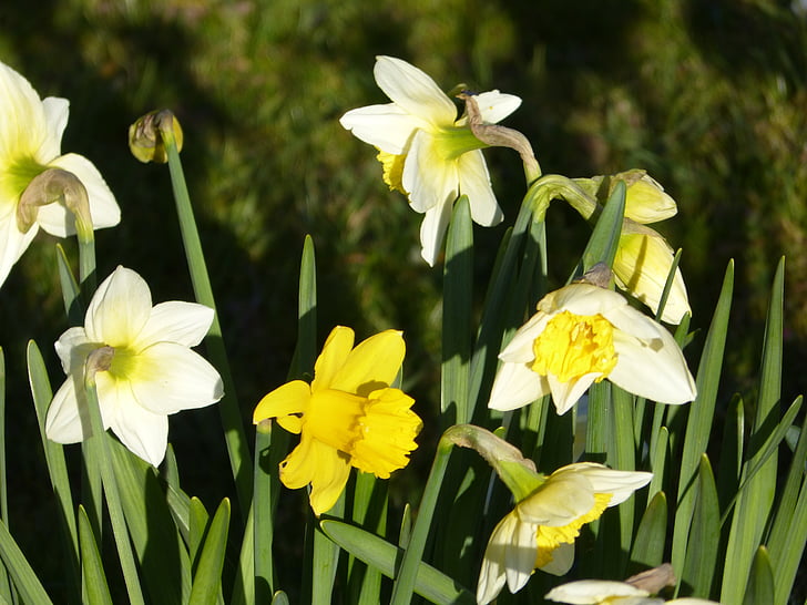 Narcissus, Blossom, Bloom, keltainen, narsissi, kevään, kukka
