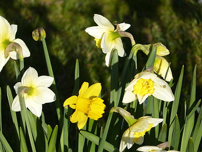 narcissus, blossom, bloom, yellow, daffodil, spring, flower