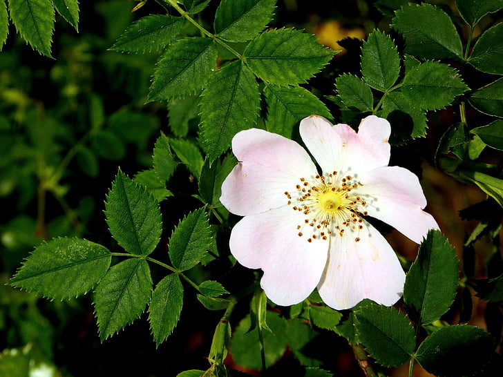 rosa selvagem, -de-rosa, flor, flor, Branco, fechar, natureza