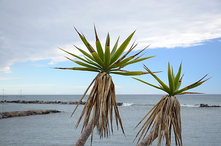 Palma, Agawa, morze