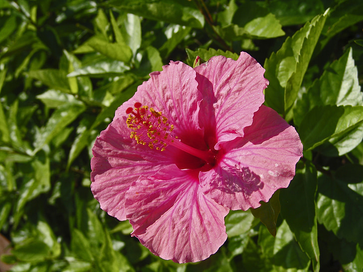 Hibiscus, plante, natur, Pink, Blossom, Bloom, blomst