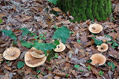fungus, forest, nature, autumn woods, leaves, dried leaves, autumn