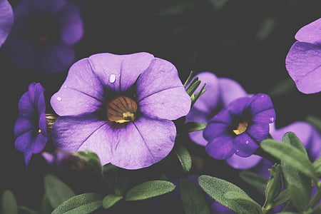 植物学, フローラ, 花, 花, ライラック, 工場, 紫