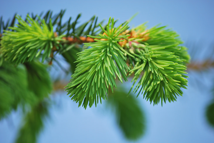 pine, conifer, needles, green