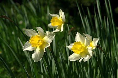 narave, pomlad, cvet, cvetje, Narcisa