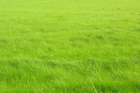 trava, zelena, valovi