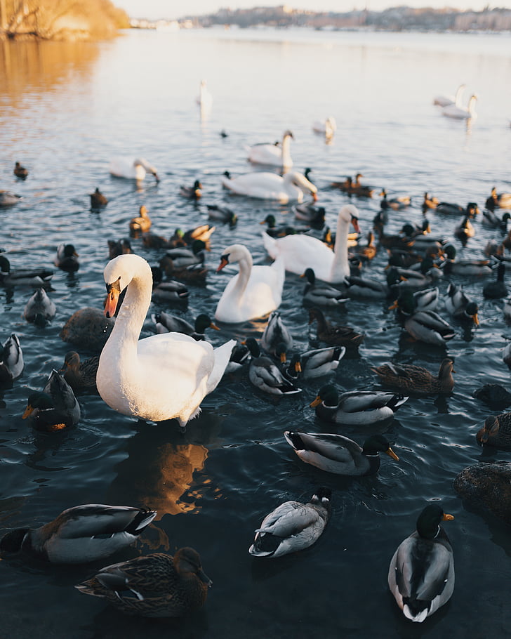 animal, bird, ducks, feathers, group, lake, outdoors
