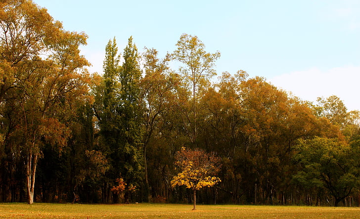 drzewo, jesień, Park, drzewa, Prado, pozostawia