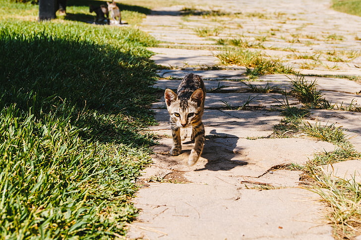 cat, animal, nature