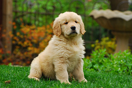 golden retriever, puppy, canine, cute, pet, fun, animal
