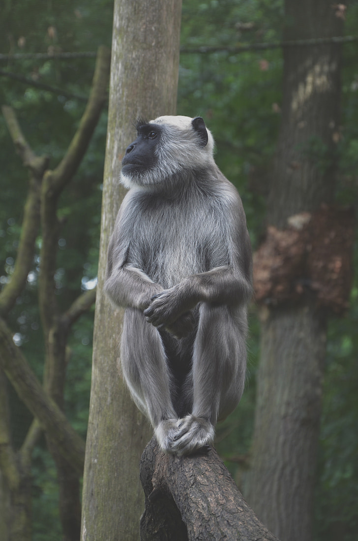 monkey, wood, sit, forest, nature