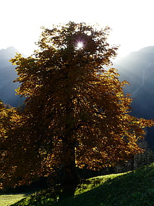 boom, kastanje, kastanjeboom, licht terug, herfst, Gouden, licht