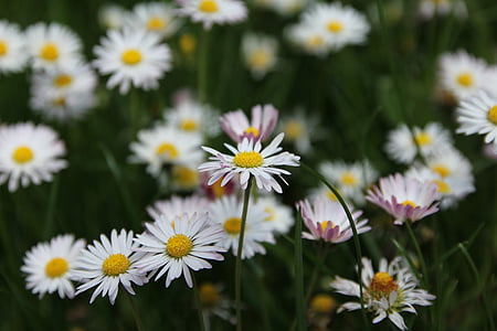 flower meadow, ENG, blomster, Bloom, vilde blomster, Daisy, sommer eng