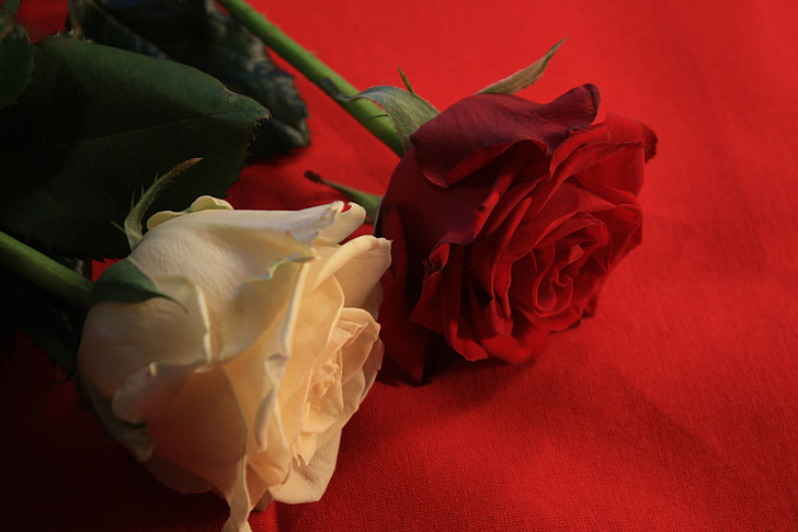 roses, amour, chance, Merci, Festival, flore, message d’accueil