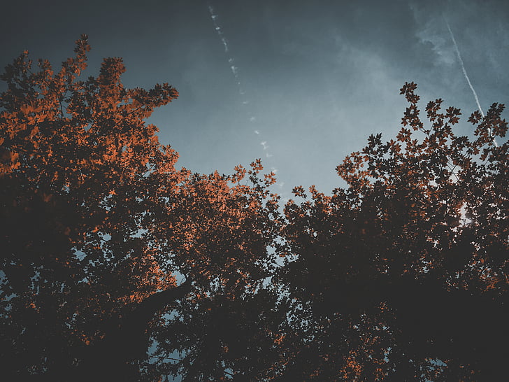 Zdjęcie, brązowy, drzewa, pochmurno, niebo, jesień, drzewo