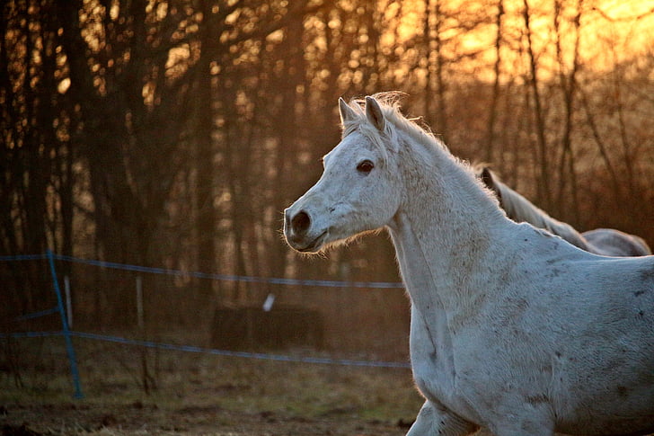 cavall, motlle, cap cavall, pura sang àrab, llum del capvespre, les pastures, acoblament