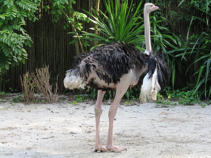 strutis, didelis paukštis, ilgos kojos, bendras strutis, neskraidantis paukštis, Ratitae, Somalio strutis