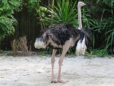 avestruz, pájaro grande, pata larga, avestruz común, aves no voladoras, Struthioniformes, Avestruz Somalí