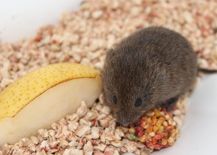 mouse, field mouse, animal, mice, nature, wildlife, rodent