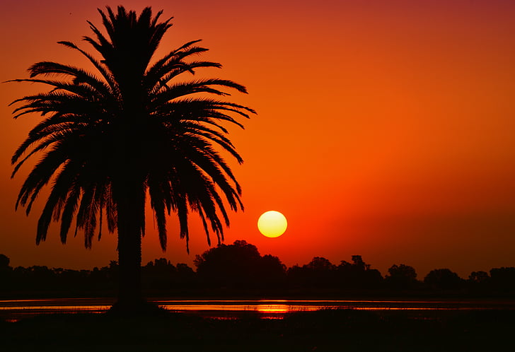západ slnka, Príroda, Laguna, palmy, silueta, oranžová farba, strom