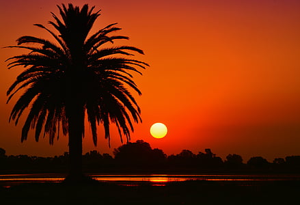 zachód słońca, krajobraz, Laguna, palmy, sylwetka, kolor pomarańczowy, drzewo
