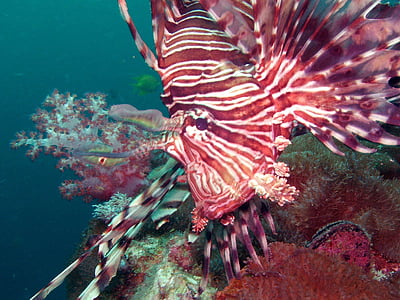 diving, lionfish, under, water, southeast, asia, so