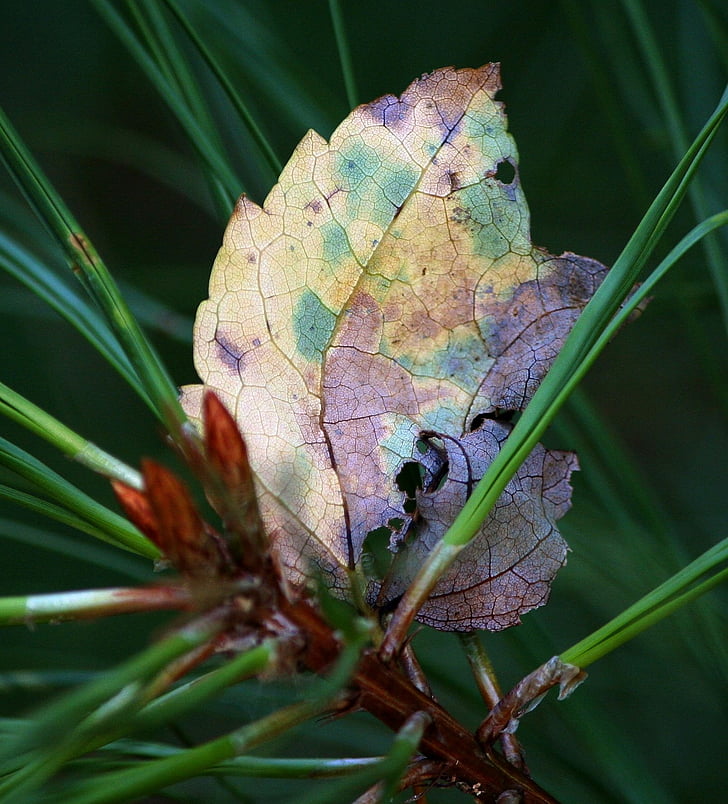 leaf, autumn, fall, colors, colorful, stuck, pine tree