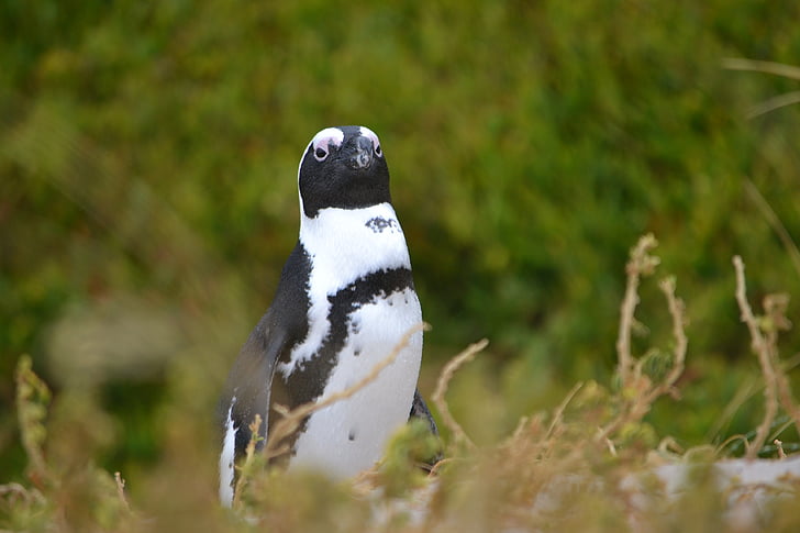 Lõuna-Aafrika, Cape, pingviin