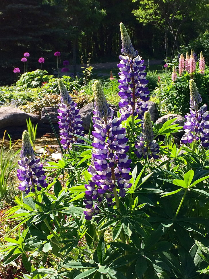 lupins, flowers, lupine, nature, bloom, colorful