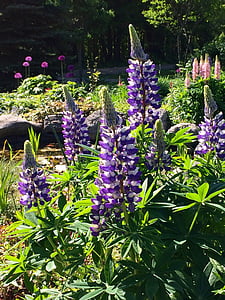lupins, flowers, lupine, nature, bloom, colorful
