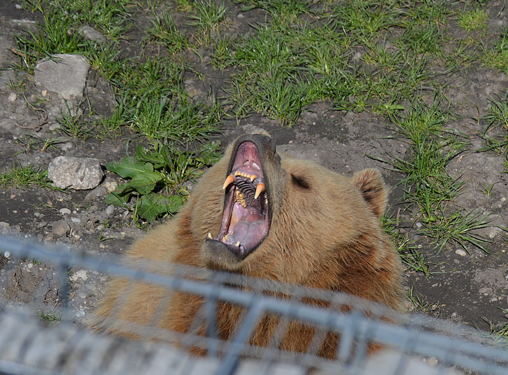 bear, brown bear, tired, yawn, fur, animal world, dangerous