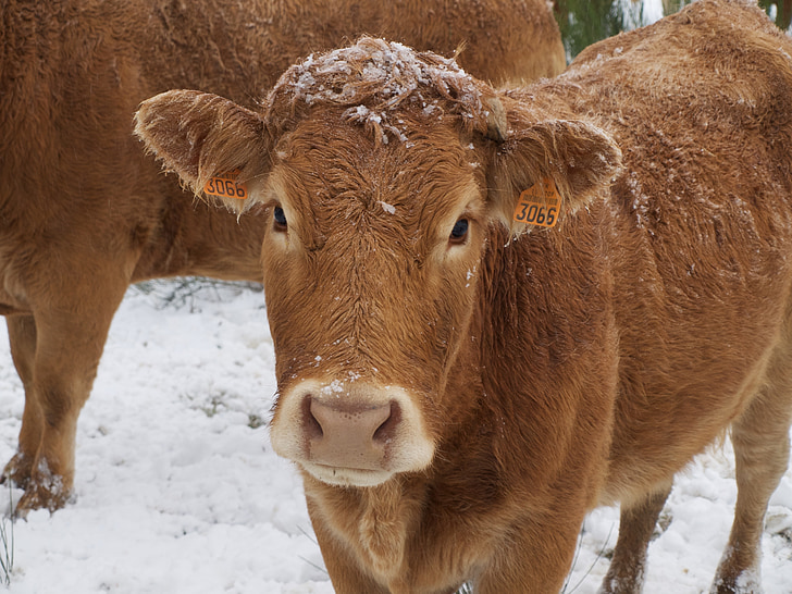 krava, govedo, polje, narave, živali, kmetijstvo, sneg