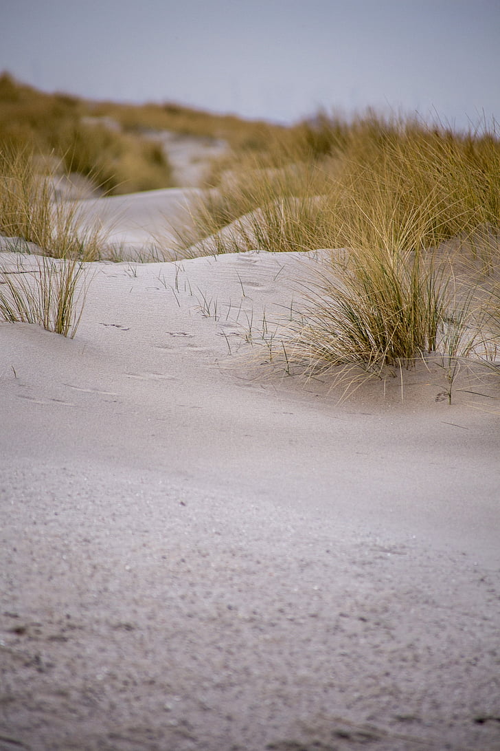 dunes, Kijkduin, Pays-Bas, ammophile, sable, plage, La Haye