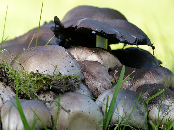 wild, mushrooms, stacked, nature, meadow, plant, grass