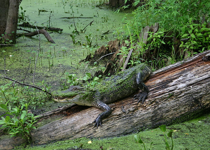 Alligator, Sumpf, Tierwelt, Natur, Reptil, Wild, gefährliche