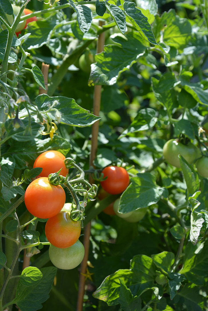 tomates, planta, verduras, alimentos, saludable, jardín, comer