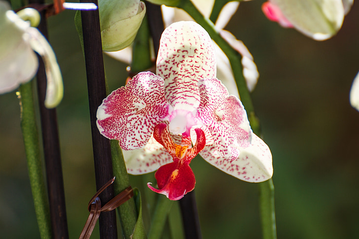 орхидея, листа, Блосъм, Блум, Красив, цвят