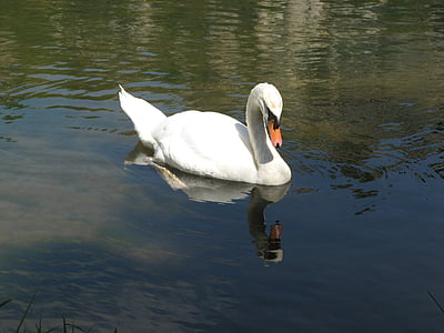 лебед, Yonne, Франция