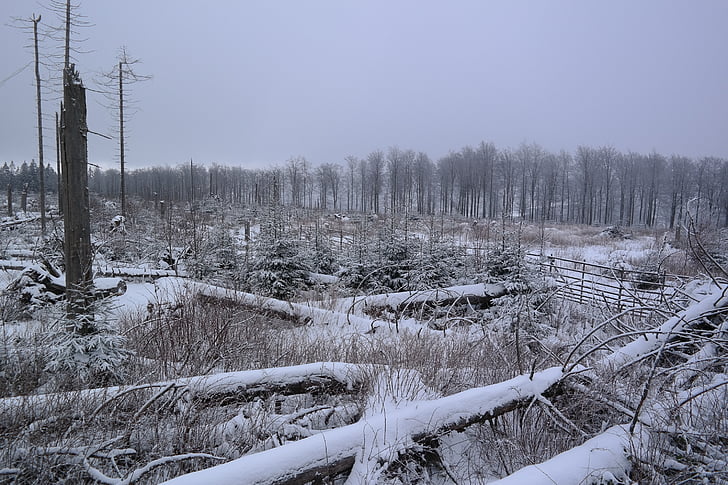 Sauerland, Hill, Kyrill sti, vinter, træer, sne, kolde temperatur