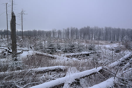Sauerland, turó, camí kyrill, l'hivern, arbres, neu, temperatura freda