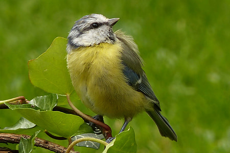 animal, bird, blue tit, cyanistes caeruleus, young, foraging, garden
