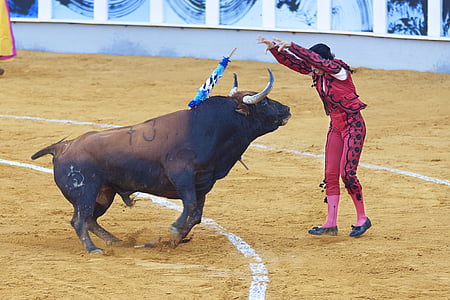 Bull, cīņa pret, Rādīt, Bull cīnās, cīņa pret liellopi, liellopi, vienam dzīvniekam