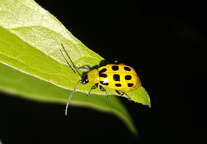 cucumber beetle, beetle, spotted cucumber beetle, pest, agricultural pest, rootworm, southern corn rootworm