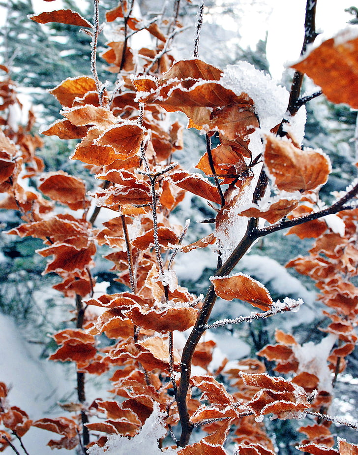 lišće, Zima, Mraz, priroda, LED, tvrdo inje, drvo