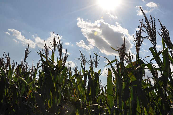 maïs, velden, wolken, witte wolk, blauwe hemel, zon, gewassen