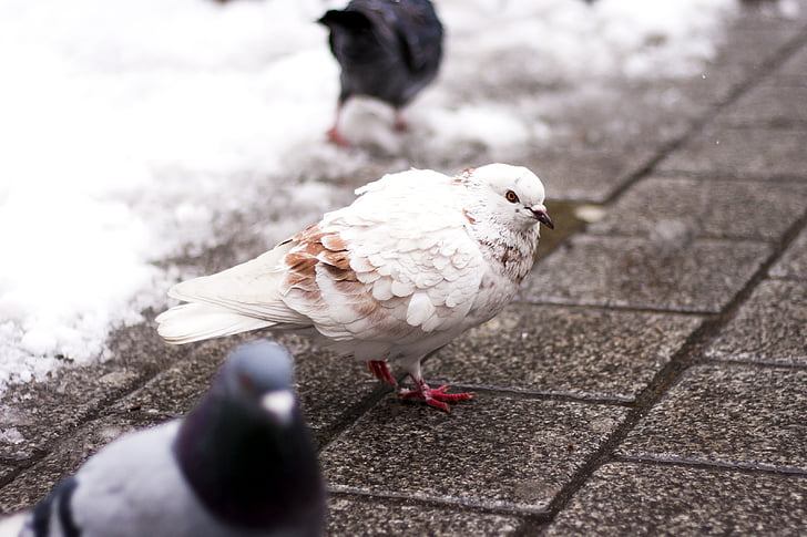 chim bồ câu, trắng, màu nâu, con chim, thành phố, đường, tuyết